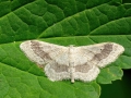 Idaea_aversata_Weibchen.jpg