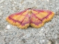 Idaea_muricata.jpg