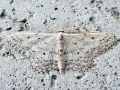 Idaea_seriata.jpg