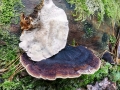 Ischnoderma benzoinum