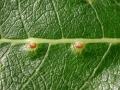 Iteomyia capreae