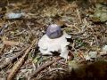 Kleiner Nest-Erdstern