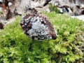 Lachnum_virgineum.jpg