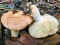 Lactarius chrysorrheus