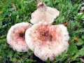 Lactarius controversus