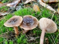 Lactarius hepaticus