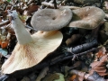 Lactarius pterosporus