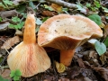 Lactarius salmonicolor