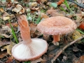 Lactarius torminosus