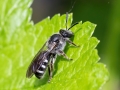 Lasioglossum sexnotatum