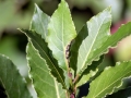 Lauritrioza_alacris.jpg
