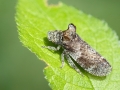 Ledra_aurita.jpg