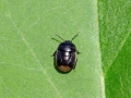 Filename=Legnotus_limbosus.jpg
Filesize=202KiB
Dimensions=640x480
Date added=May 29, 2023 Legnotus_limbosus.jpg