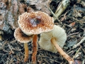 Lepiota_castanea.jpg