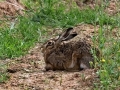 Lepus_europaeus.jpg