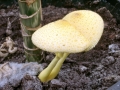 Leucocoprinus_birnbaumii.jpg