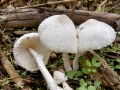 Leucocoprinus cepistipes