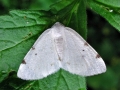 Lomographa bimaculata