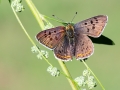 Lycaena_tityrus_Maennchen.jpg