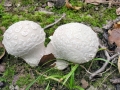 Lycoperdon mammiforme