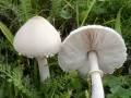 Macrolepiota excoriata