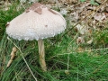 Macrolepiota mastoidea