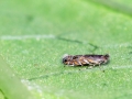 Filename=Macrosaccus_robiniella.jpg
Filesize=407KiB
Dimensions=800x600
Date added=Oct 10, 2026 Macrosaccus_robiniella.jpg