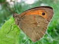 Maniola jurtina