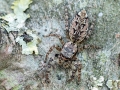 Marpissa muscosa