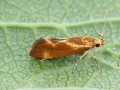 Metalampra italica