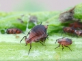 Metopeurum fuscoviride