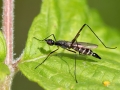 Micropeza_cingulata.jpg