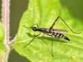 Micropeza_corrigiolata_Weibchen.jpg
