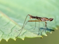 Micropeza_lateralis_Maennchen.jpg