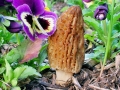 Morchella_conica.jpg