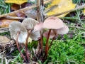 Mycetinis_scorodonius.jpg