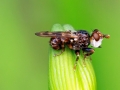Myopa buccata