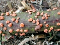 Nectria_cinnabarina.jpg