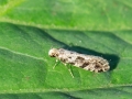 Nemapogon_granella.jpg