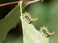 Nematus septentrionalis