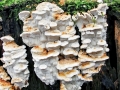 Neoantrodia serialis