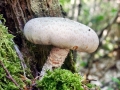 Neolentinus_lepideus.jpg