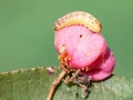 Nephopterix angustella