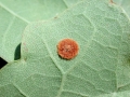 Filename=Neuroterus_tricolor.jpg
Filesize=134KiB
Dimensions=640x480
Date added=Sep 14, 2012 Neuroterus_tricolor.jpg