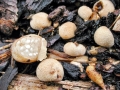 Nidularia_deformis.jpg