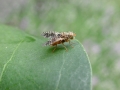 Filename=Noeeta_pupillata.jpg
Filesize=156KiB
Dimensions=640x480
Date added=Jun 21, 2017 Noeeta_pupillata.jpg