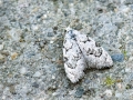 Filename=Nola_confusalis.jpg
Filesize=195KiB
Dimensions=640x480
Date added=Jun 08, 2023 Nola_confusalis.jpg