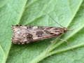 Nomophila noctuella