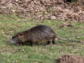 Nutria.jpg