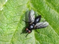 Filename=Nyctia_halterata_Weibchen.jpg
Filesize=163KiB
Dimensions=640x480
Date added=Jun 06, 2022 Nyctia_halterata_Weibchen.jpg